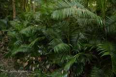 Calamus tenuis